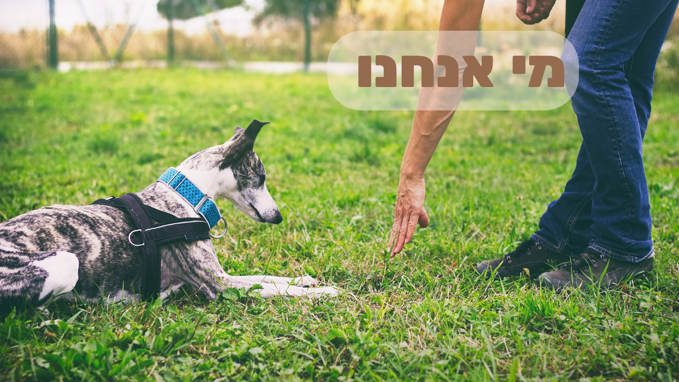 רותם לוי אילוף כלבים