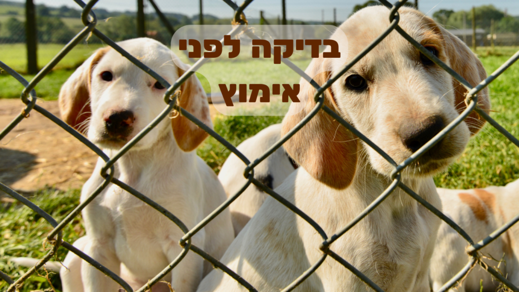 שני כלבים לבנים מעורבים מסתכלים מבעד לגדר כשברקע דשא וחול עם כיתוב "בדיקה לפני אימוץ"